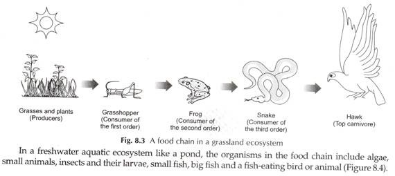 570x255 Food Chain In Ecosystem - Food Chain Drawing