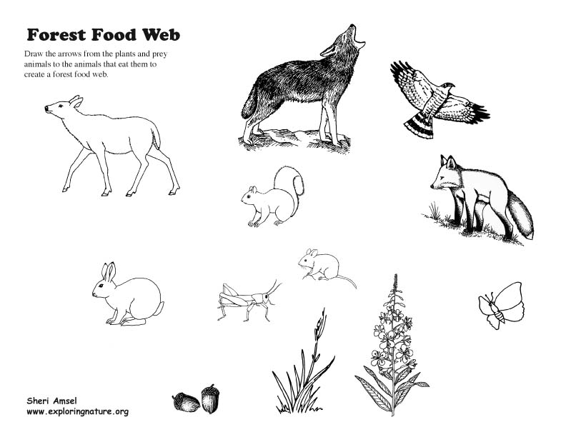 792x612 Food Web Activity And Teaching Visual Aid - Food Chain Drawing