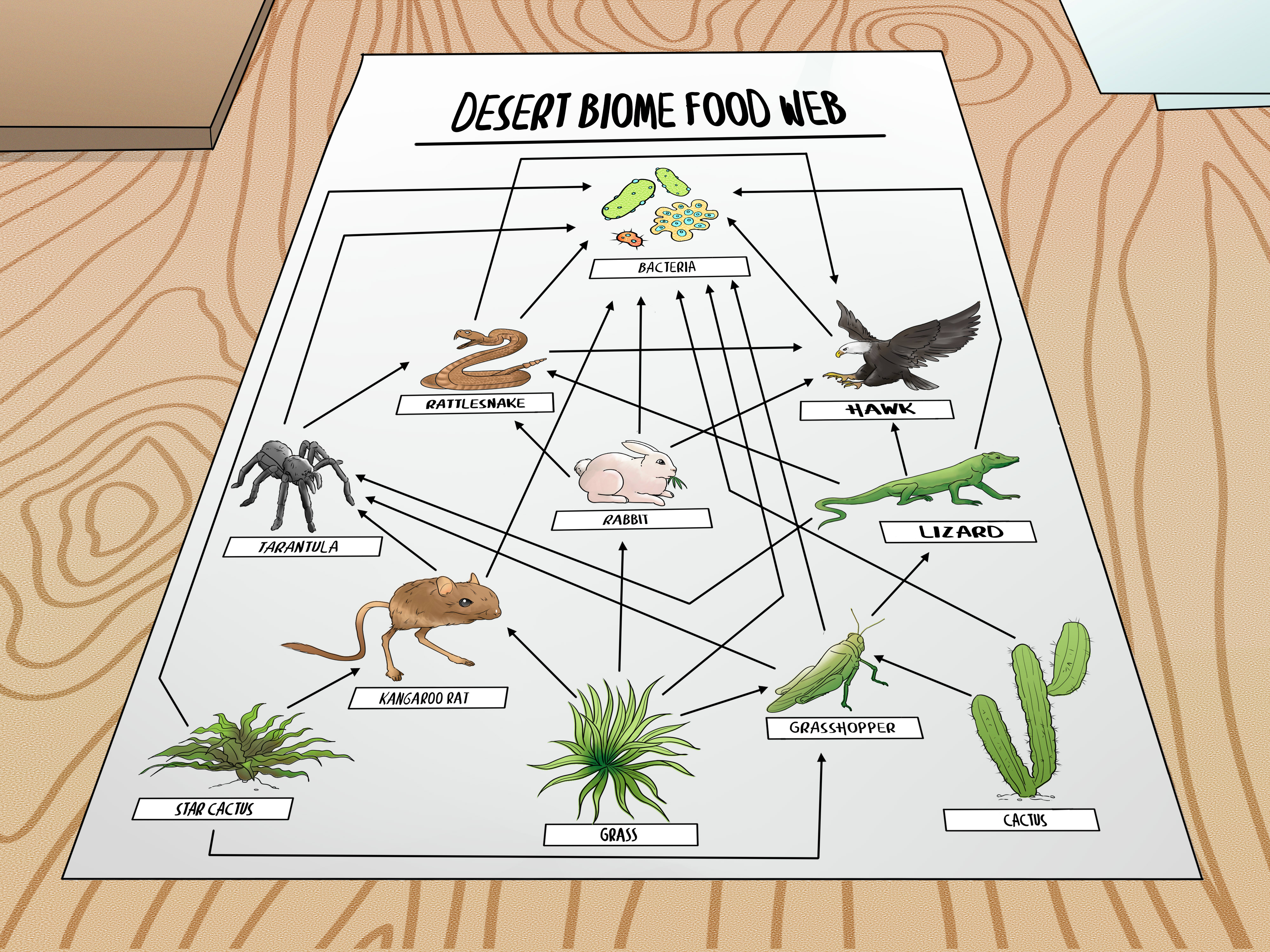4000x3000 How To Draw A Food Web Steps - Food Chain Drawing