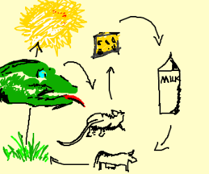300x250 The Lizard Food Chain Drawing - Food Chain Drawing