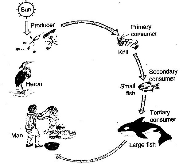 Food Chain Drawing At Paintingvalley Com Explore Collection Of Food Chain Drawing