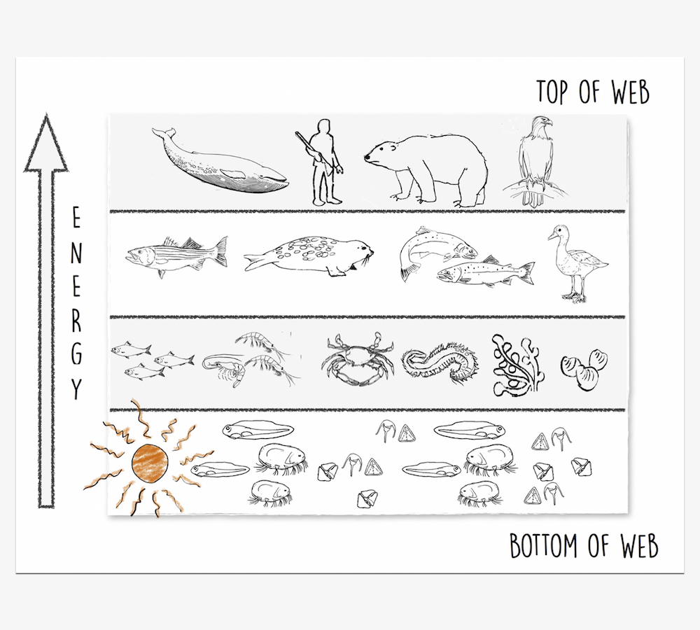 1000x900 Chapter Food Webs Powered - Food Chain Drawing