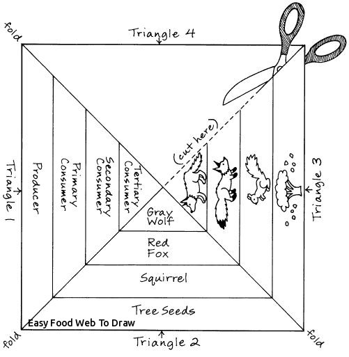 501x513 Easy Food Web To Draw Best Food Chains Webs Images - Food Web Drawing