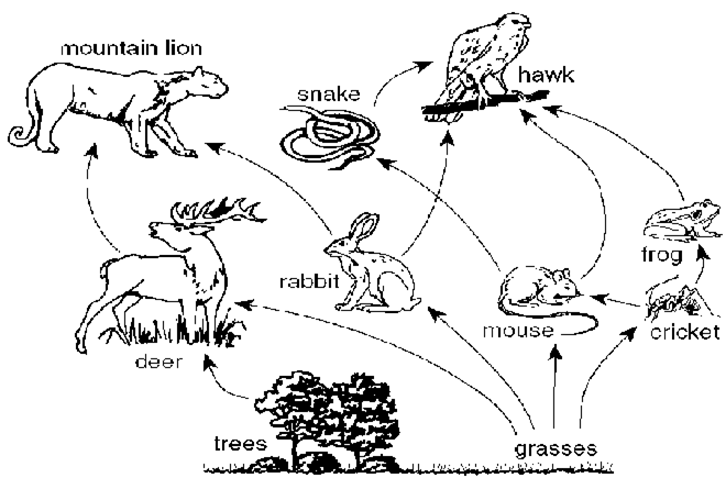 Food Web Drawing At PaintingValley Com Explore Collection Of Food Web Drawing