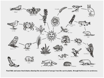 350x263 Food Chain Diagram Pictures Amazing Energy In An Ecosystem - Food Web Drawing