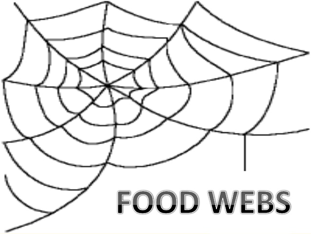 638x479 Food Chain,food Web And Ecological Pyramids - Food Web Drawing