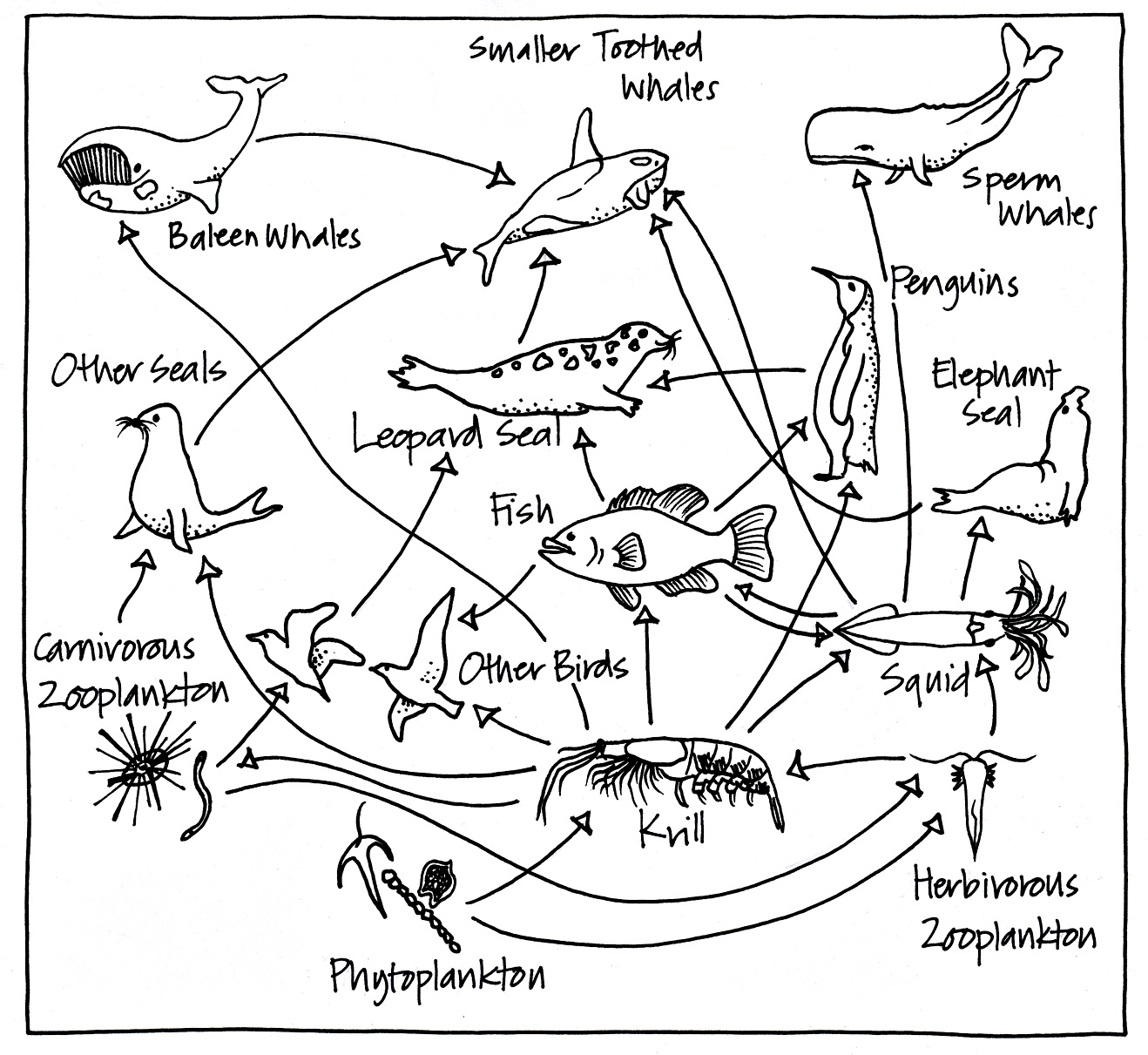 10 Best Images Of Desert Food Web Worksheet How To Dr - vrogue.co