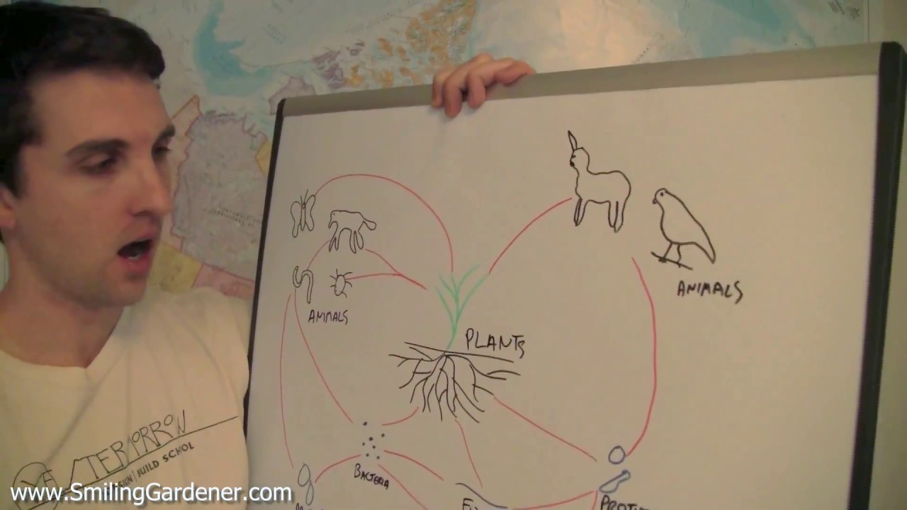 1280x720 Soil Food Web Drawing - Food Web Drawing