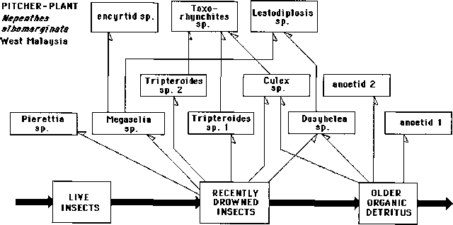 640x319 The Construction And Quantification Of Food Webs Drawing The Webs - Food Web Drawing