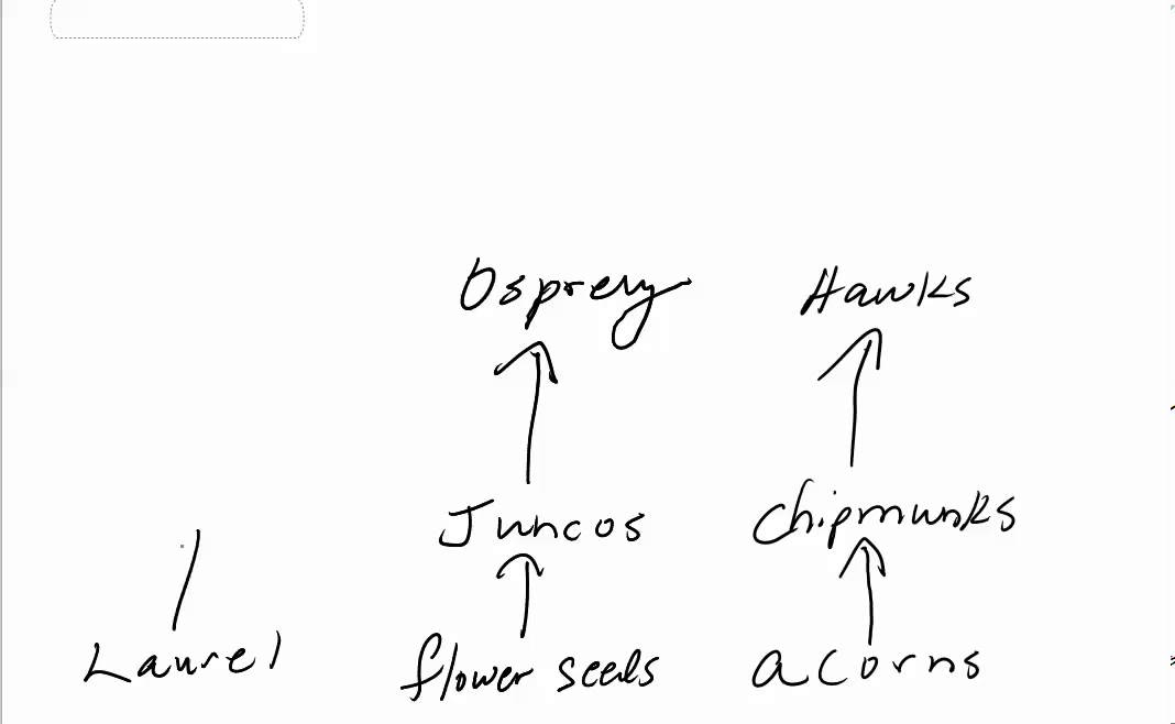 1068x658 Drawing A Simple Food Web - Food Web Drawing
