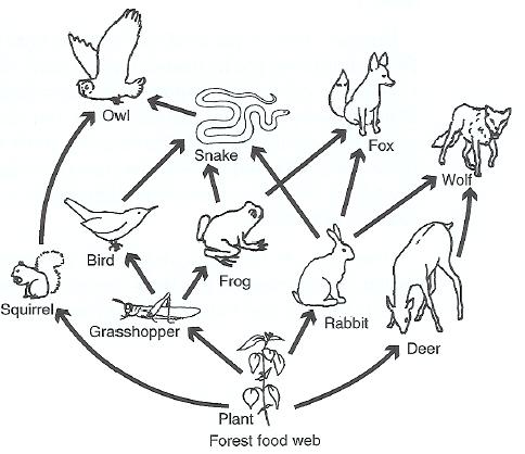 Food Web Drawing At Paintingvalleycom Explore Collection