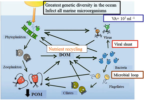 575x401 Diagram Showing The Importance Of Virus As Key Players - Food Web Drawing