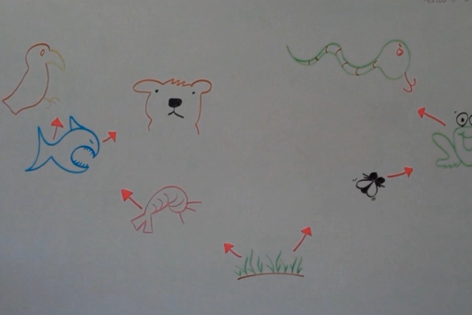 1920x1280 Draw A Food Web - Food Web Drawing