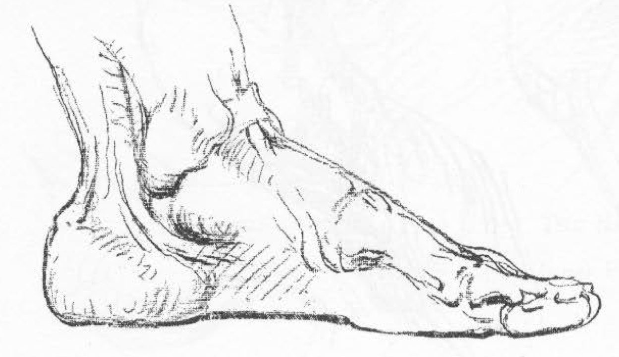 1249x721 How To Draw The Foot Drawing Feet And The Anatomy Of Them - Foot Drawing