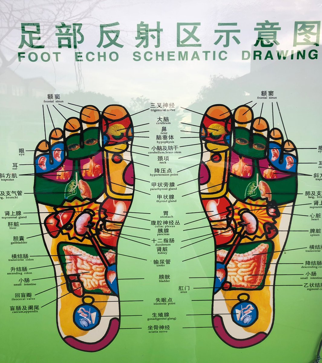 1065x1200 marc cohodes on twitter tom price's feet after a free - Foot Echo Schematic Drawing