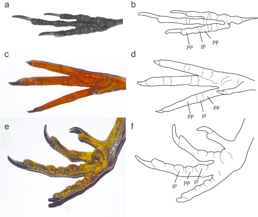 850x716 examples of modern bird foot morphology photographs and line - Foot Line Drawing