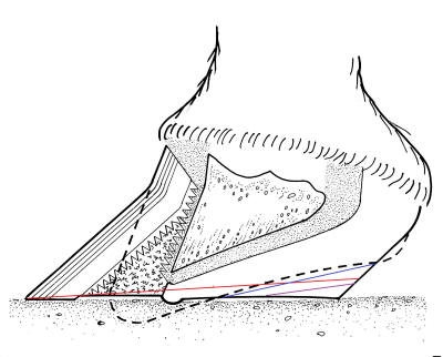 400x322 heel height - Foot Line Drawing