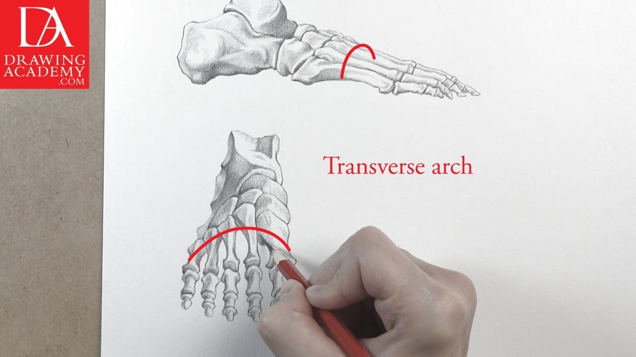 1280x720 Foot Bones Presented - Foot Skeleton Drawing