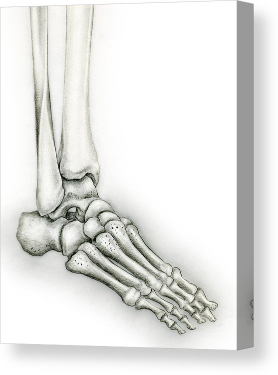 Foot Skeleton Drawing at Explore collection of