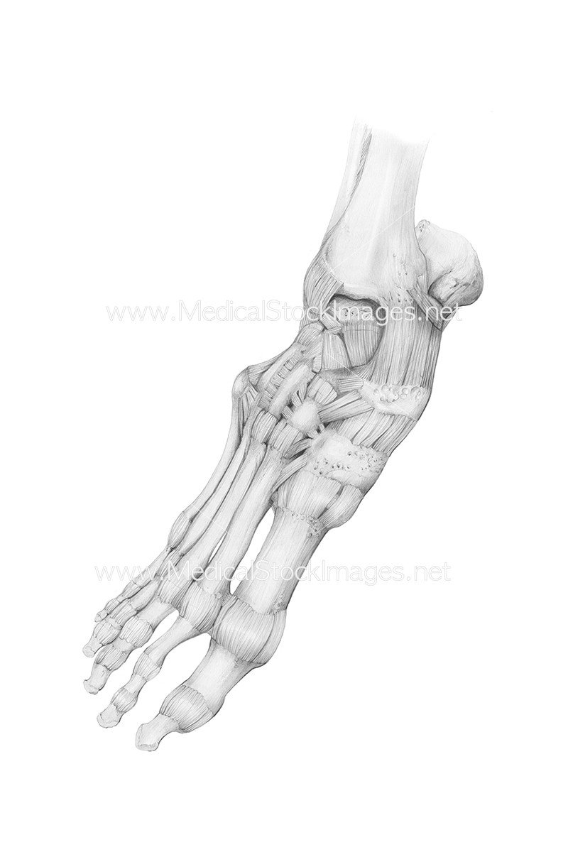 800x1200 pencil medical drawing of bony anatomy of the foot medical - Foot Skeleton Drawing