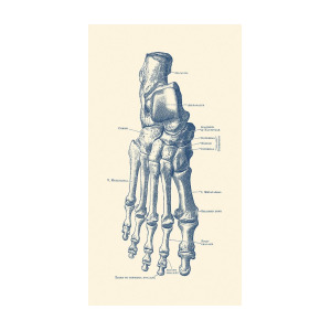 300x300 Right Foot Skeletal Diagram - Foot Skeleton Drawing