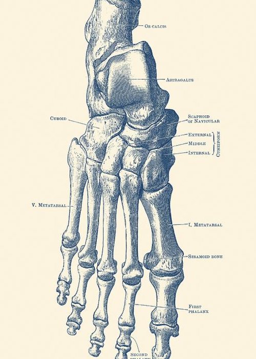 500x700 Right Foot Skeletal Diagram - Foot Skeleton Drawing