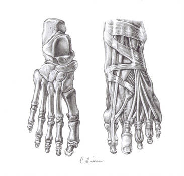 366x350 Skeletal Feet - Foot Skeleton Drawing
