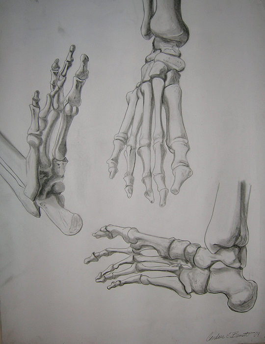 Foot Skeleton Drawing at PaintingValley.com | Explore collection of ...