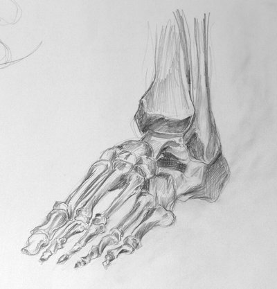400x417 Skeleton Foot Drawing - Foot Skeleton Drawing