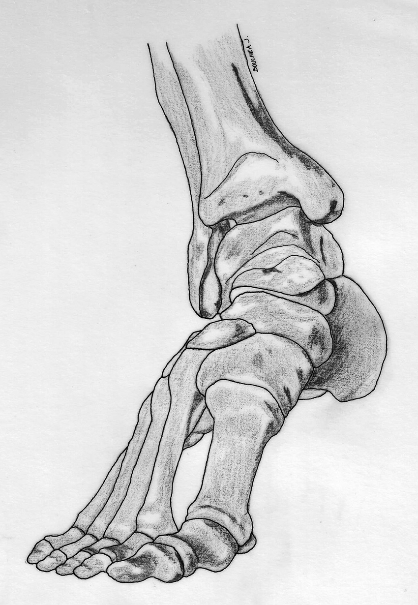 850x1230 articulating bones of the right foot and ankle - Foot Skeleton Drawing