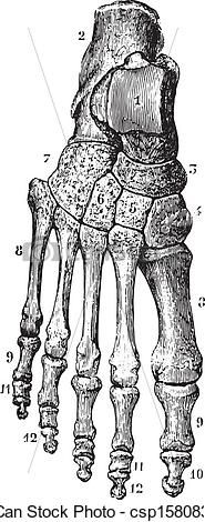 185x470 Anotomical Skeleton Foot Drawing - Foot Skeleton Drawing