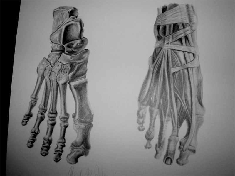 800x600 human heel sketch - Foot Skeleton Drawing