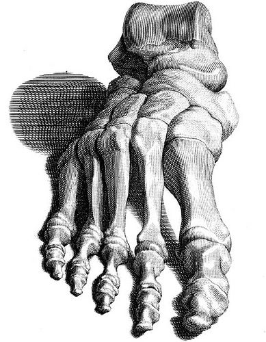 389x500 skeleton foot in foot anatomy studies anatomy drawing - Foot Skeleton Drawing