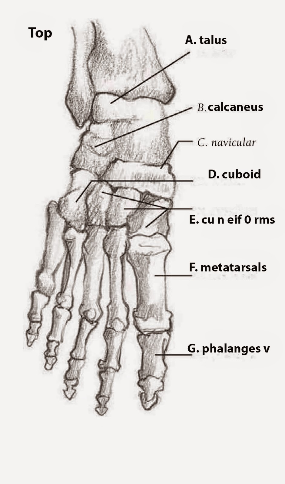 Foot Skeleton Drawing at Explore collection of