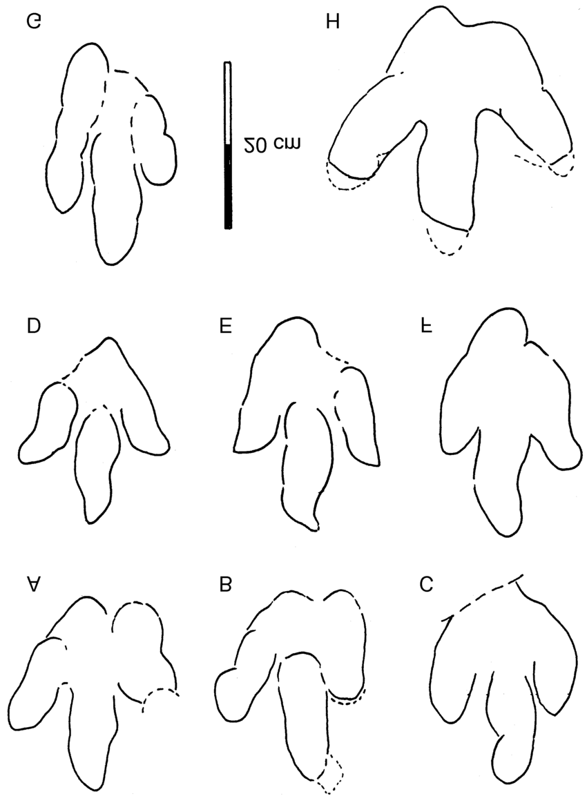 850x1163 Line Drawings Of Therangospodus Footprints From The Upper Jurassic - Footprint Line Drawing