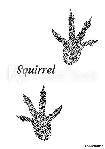 354x500 squirrel footprint illustration, drawing, engraving, ink, line art - Footprint Line Drawing
