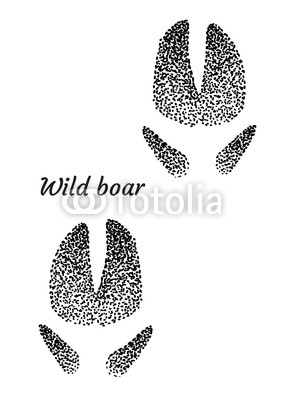 283x400 wild boar footprint illustration, drawing, engraving, ink, line - Footprint Line Drawing