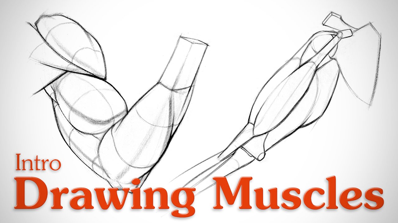 1280x720 Drawing Muscles What You Need To Know - For Drawing