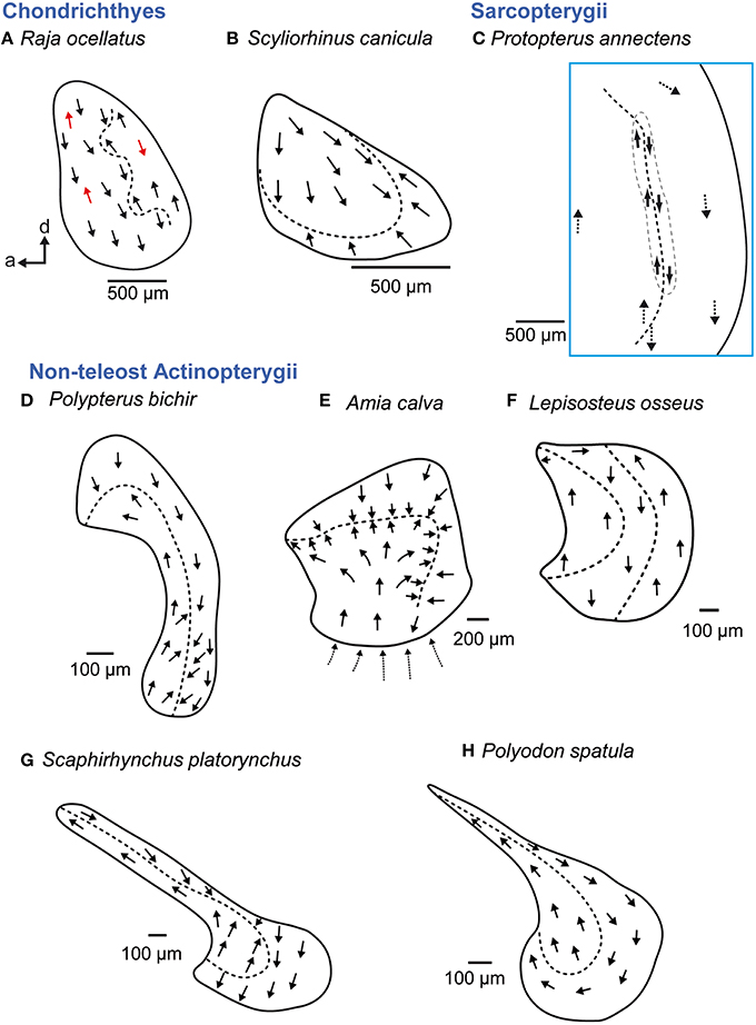 680x922 frontiers diversity in fish auditory systems one of the riddles - Force On A Goldfish Vector Drawing