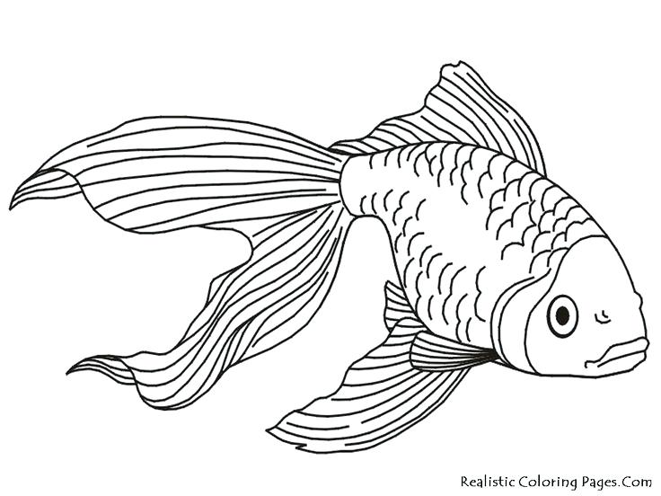 30+ Trends Ideas Simple Goldfish Line Drawing | Creative Things Thursday