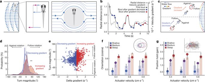685x273 a novel mechanism for mechanosensory based rheotaxis in larval - Force On A Goldfish Vector Drawing