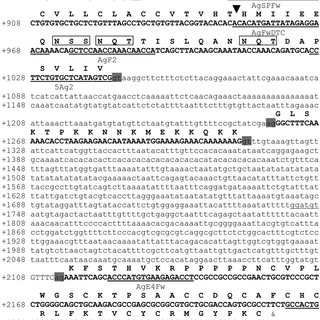 320x320 nucleotide and deduced amino acid sequence of the goldfish asp - Force On A Goldfish Vector Drawing