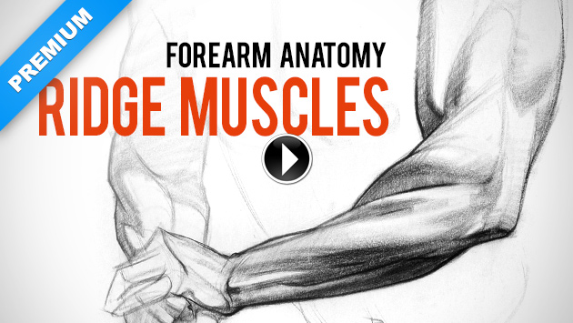 630x355 Drawing Forearms - Forearm Drawing