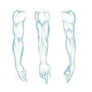 302x302 How To Draw Muscles, Step - Forearm Drawing