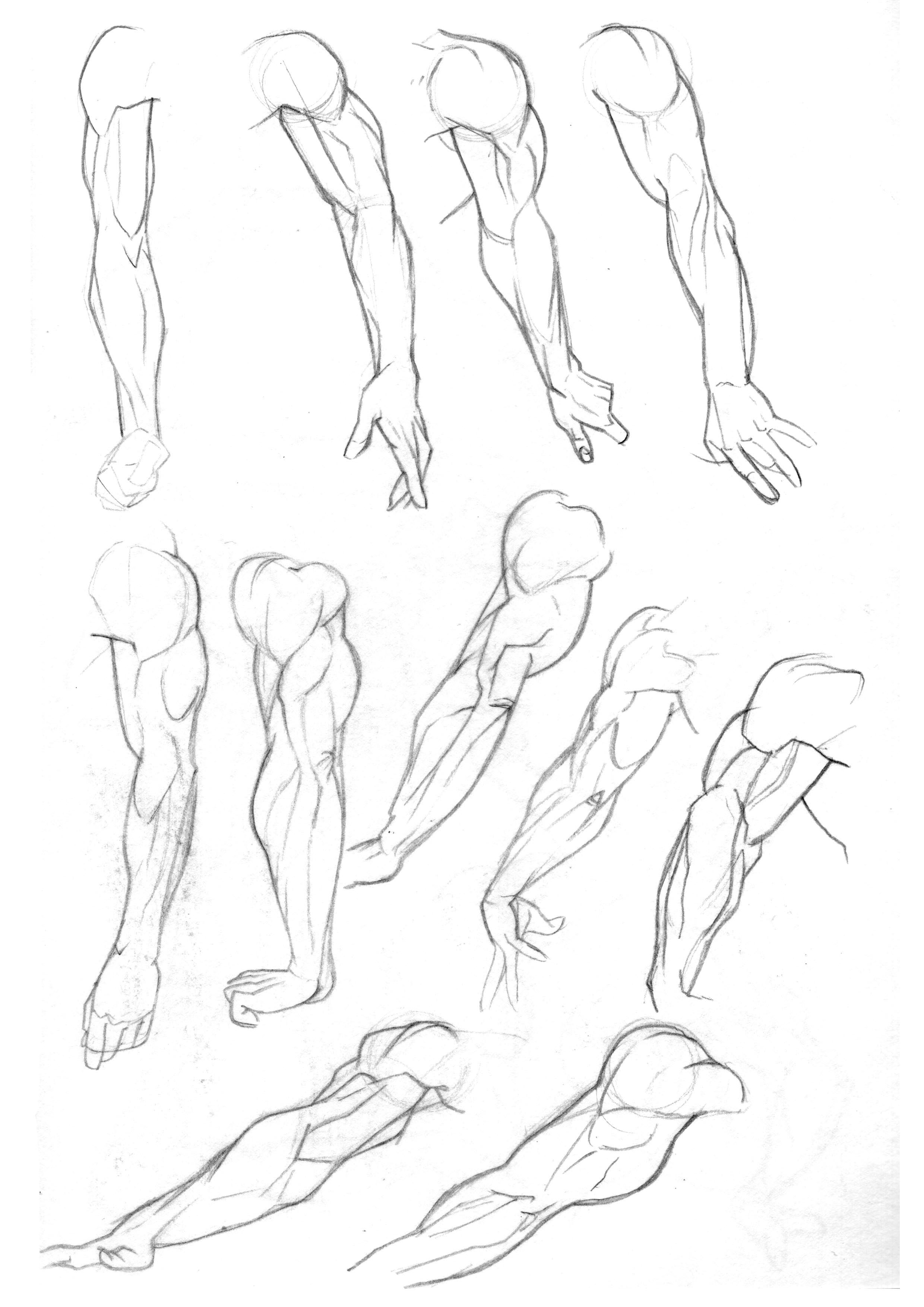 2480x3508 More From The Early Days Tried Focussing On Triceps And The Back - Forearm Drawing