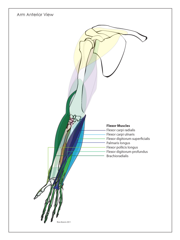 Forearm Drawing at PaintingValley.com | Explore collection of Forearm