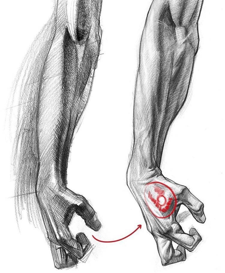750x911 Sketches To Draw Anatomy Drawing, Anatomy - Forearm Drawing