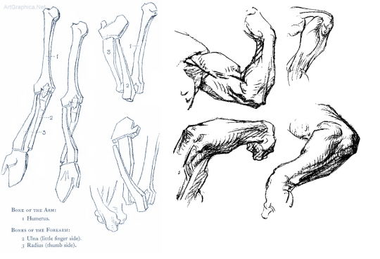 540x369 Arm Tutorial Tumblr - Forearm Drawing