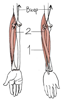 252x400 Comic Tools - Forearm Drawing
