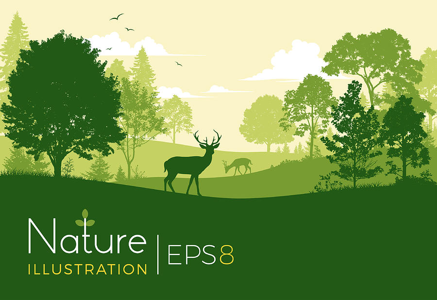 900x618 Forest Background With Deer - Forest Background Drawing